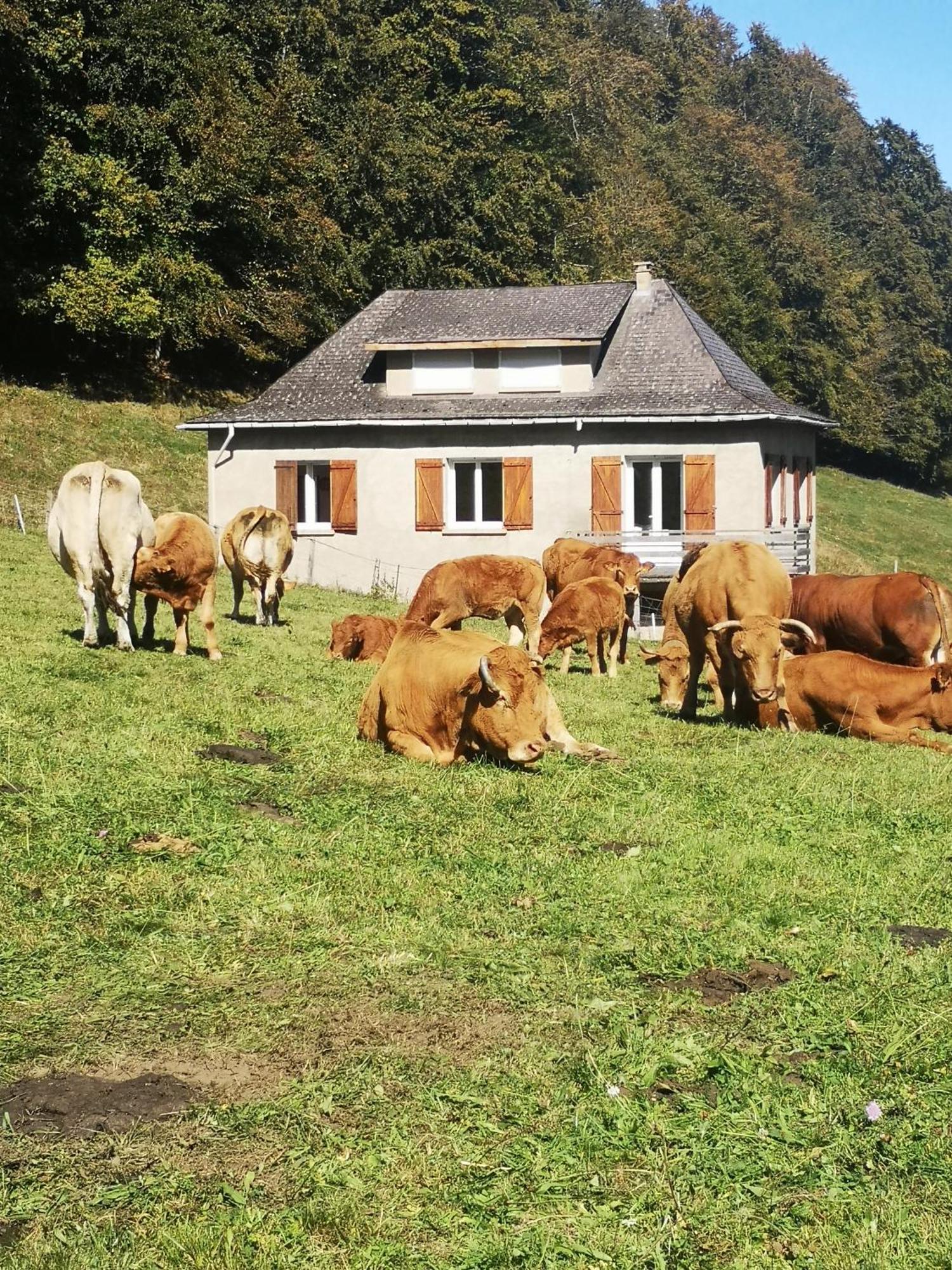 Tourmalet Villa Campan Kültér fotó